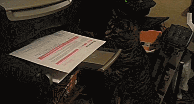 Кот негодует по поводу медленной работы принтера